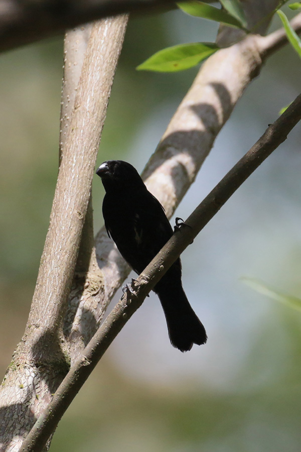 Blue-black Grosbeak